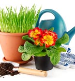 Organic Gardening For Beginners 